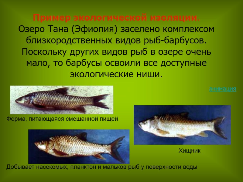 Пример экологической изоляции. Озеро Тана (Эфиопия) заселено комплексом близкородственных видов рыб-барбусов. Поскольку других видов